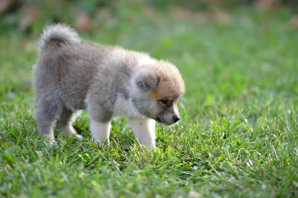 Selective Adorable Japanese Akita Puppy Green Grass — Stock Photo, Image