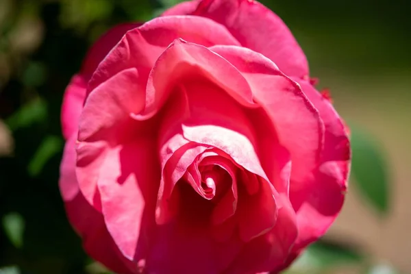 Zbliżenie Ujęcie Pięknej Różowej Róży Ogrodzie — Zdjęcie stockowe