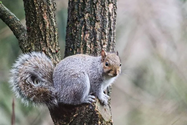 Esquilo Cinzento Oriental Numa Árvore — Fotografia de Stock
