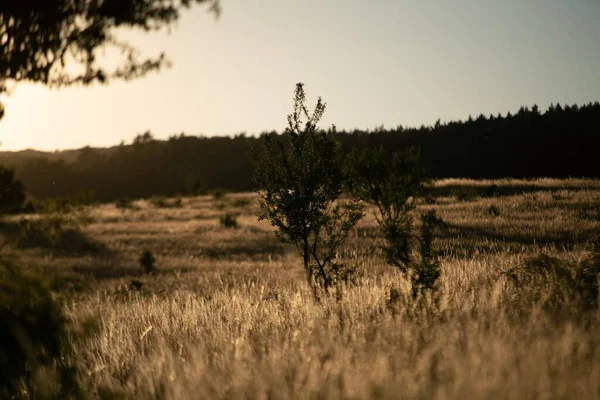 Krajina Poli Pokrytém Trávou Křovím Pod Slunečním Světlem — Stock fotografie