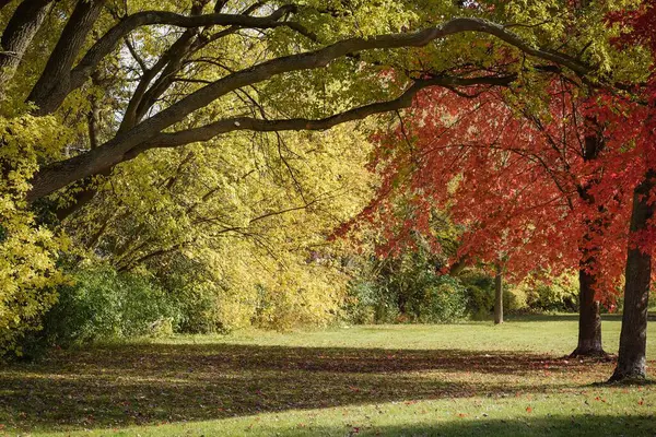 阳光明媚的一天 公园里红叶绿叶丛生的大树之间的一条长满青草的小径 — 图库照片