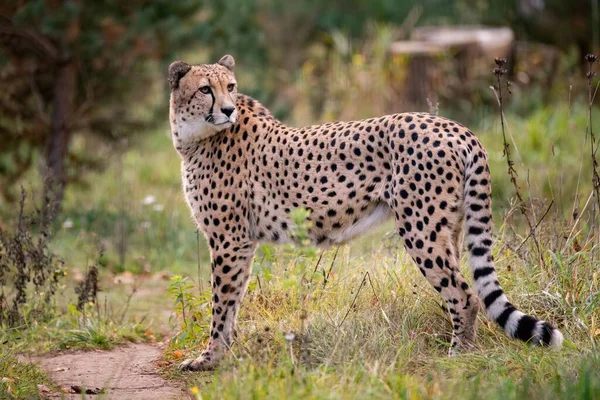 Yeşil Tarlada Zarif Bir Çita — Stok fotoğraf