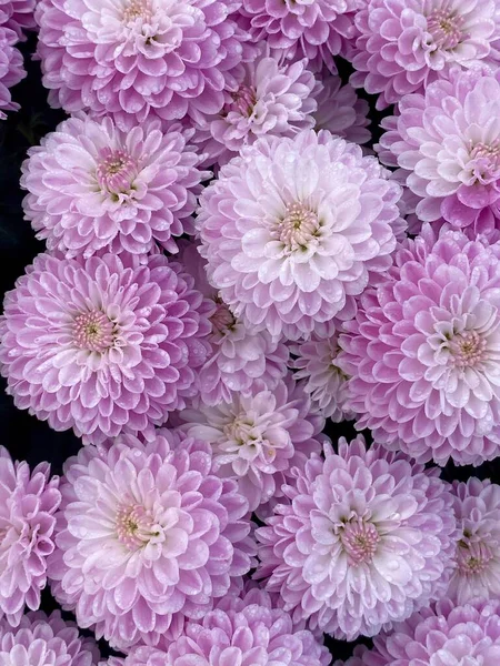 Plan Vertical Chrysanthes Pourpres — Photo