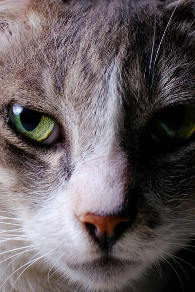 Ένα Κάθετο Κοντινό Πλάνο Μιας Μεγαλοπρεπούς Γάτας Όμορφα Πράσινα Μάτια — Φωτογραφία Αρχείου