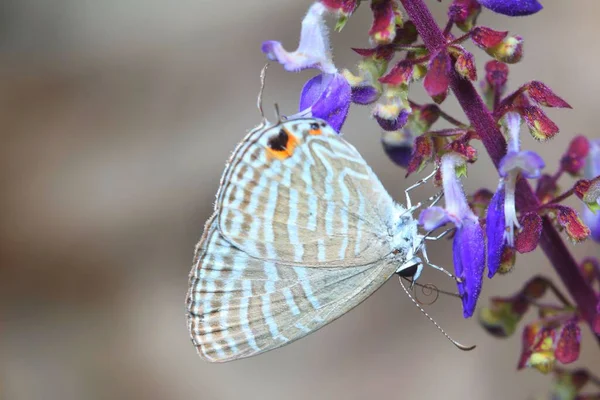 Una Mariposa Cerúlea Común Recoge Néctar Una Flor —  Fotos de Stock