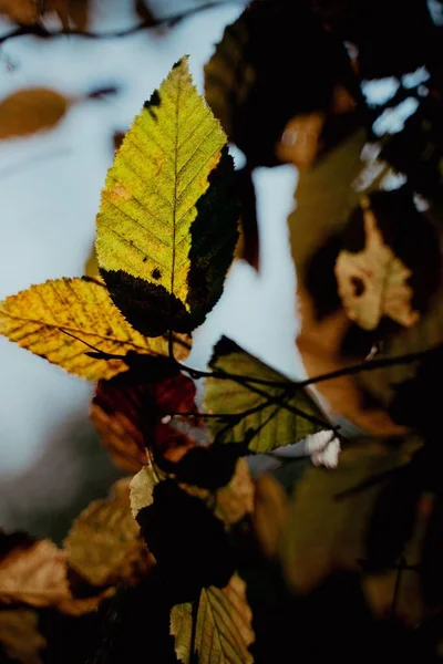 Pionowe Ujęcie Żółkłych Liści Gałęziach Drzew Polu Pod Słońcem Rozmytym — Zdjęcie stockowe