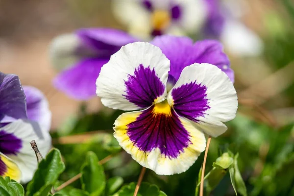 Eine Nahaufnahme Einer Lila Stiefmütterchenblume Die Einem Garten Unter Dem — Stockfoto