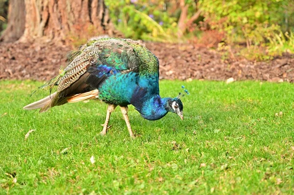 Vacker Påfågel Med Exotisk Blå Och Grön Fjäderdräkt Som Rensar — Stockfoto