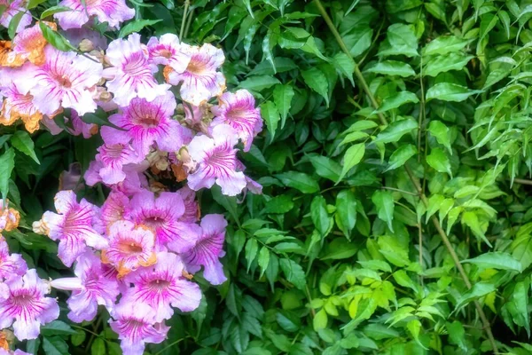 Zbliżenie Kwitnących Podranea Ricasoliana Kwiaty Zielonymi Liśćmi — Zdjęcie stockowe