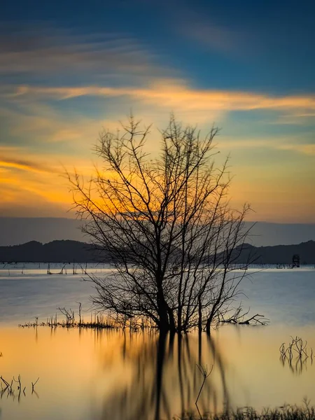 Tiro Vertical Uma Bela Árvore Perto Lago Songkhla Tailândia — Fotografia de Stock