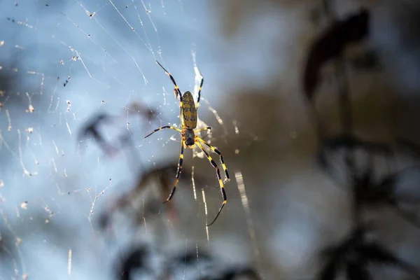 Een Close Shot Van Een Enkele Spin Het Spinnenweb — Stockfoto