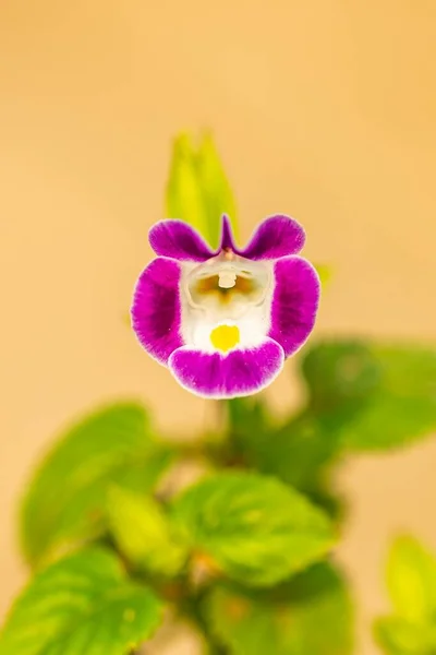 庭の薄紫のウィッシュボーンの花の垂直クローズアップショット — ストック写真