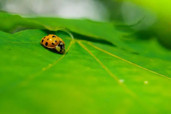 Μια Επιλεκτική Φωτογραφία Ενός Εντόμου Πασχαλίτσα Ένα Πράσινο Φύλλο — Φωτογραφία Αρχείου
