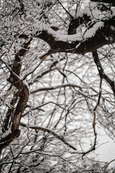 Крупный План Растений Деревьев Ветвями Покрытыми Снегом Ютике Нью Йорк — стоковое фото