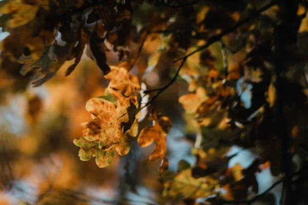 晒干的橡木叶在阳光下的田野树枝上的特写镜头 背景模糊不清 — 图库照片