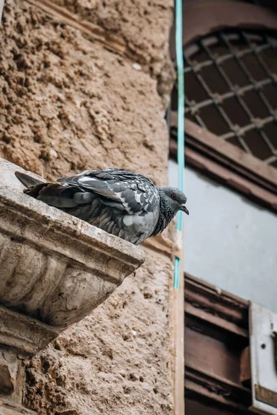 Plan Vertical Pigeon Perché — Photo