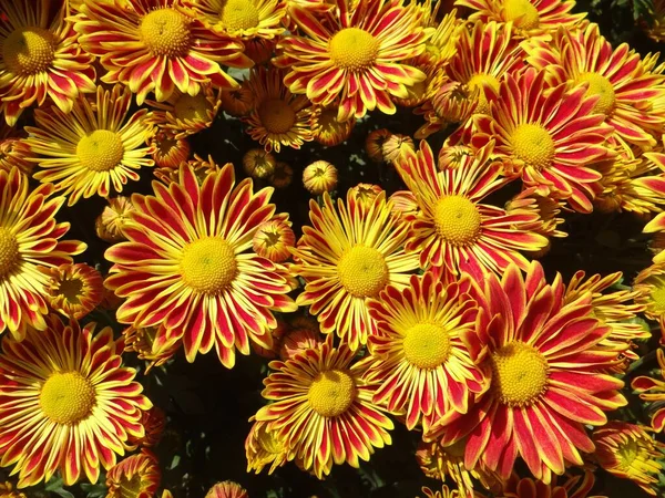 Closeup Top View Indian Chrysanthemums Yellow Red Colors Garden — Stock Photo, Image