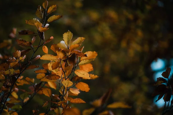 Eine Nahaufnahme Von Vergilbten Blättern Auf Ästen Einem Feld Unter — Stockfoto