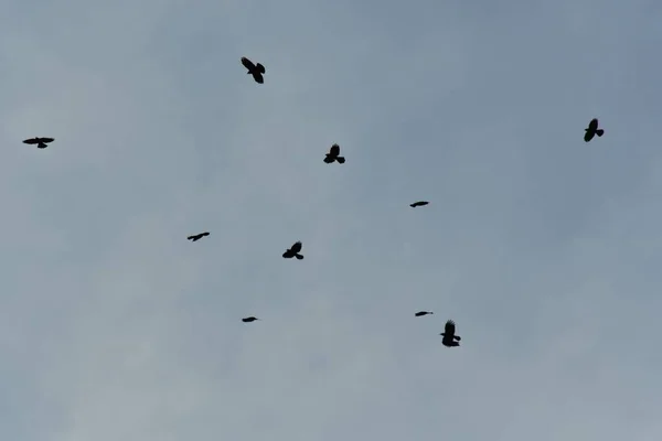 Grupp Svarta Fåglar Svävar Den Dystra Himlen — Stockfoto