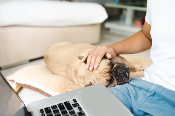A young male petting his French Bulldog and using his laptop