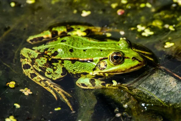 池の中の葉の上に座っている緑のカエル — ストック写真