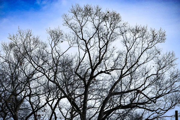 Kocaman Dalları Parlak Mavi Beyaz Gökyüzünün Altında Kuru Yaprakları Olan — Stok fotoğraf