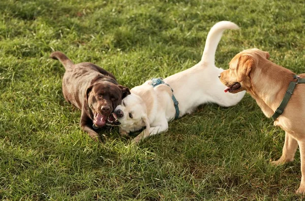 Drie Schattige Labrador Honden Spelen Gras — Stockfoto