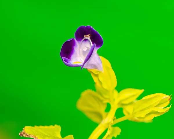 Ένα Κοντινό Πλάνο Από Ένα Ανοιχτό Μωβ Λουλούδι Wishbone Πράσινο — Φωτογραφία Αρχείου
