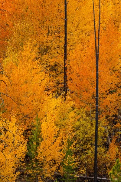 Plan Vertical Arbres Couleur Automne Dans Une Forêt — Photo
