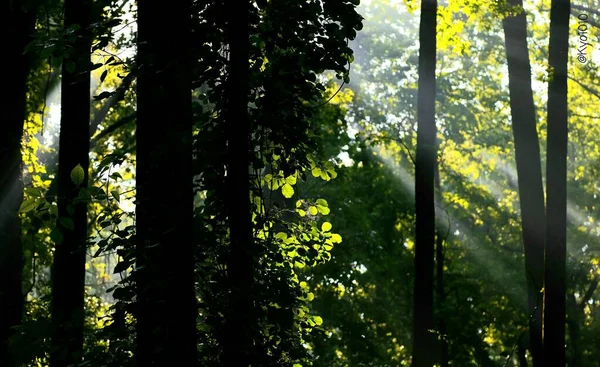 Una Vista Mozzafiato Dei Raggi Sole Che Attraversano Verdi Foglie — Foto Stock