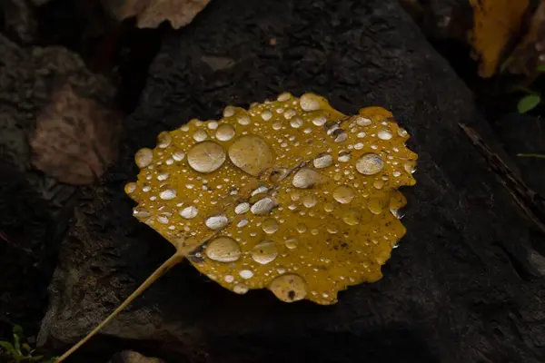 Zbliżenie Ujęcia Żółtego Opadłego Liścia Kroplami Wody Nim Lesie — Zdjęcie stockowe