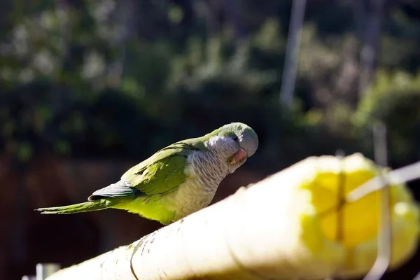 Eine Nahaufnahme Von Einem Sitzenden Papagei — Stockfoto