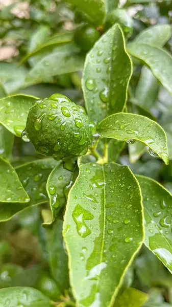 Ein Kumquat Baum Und Grüne Rohe Früchte Einem Regnerischen Tag — Stockfoto