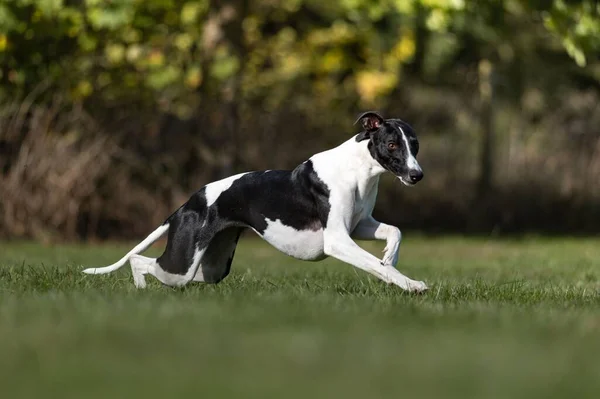 Ένας Σκύλος Whippet Τρέχει Στο Πάρκο Μια Ηλιόλουστη Μέρα — Φωτογραφία Αρχείου