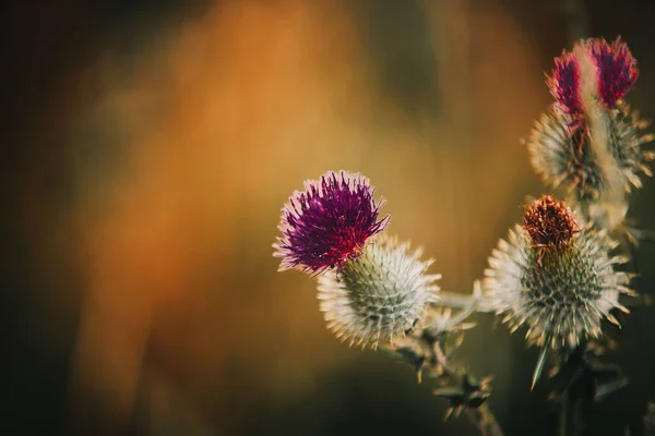 A closeup of thistles growing in a field on a sunny day with a blurry background