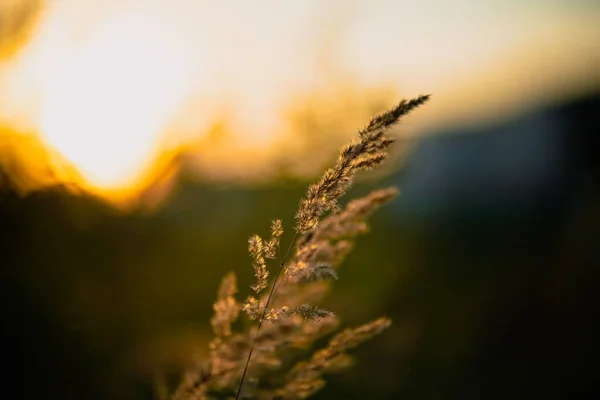 Eine Nahaufnahme Von Buschgras Mit Dem Verschwommenen Hintergrund Des Sonnenuntergangs — Stockfoto