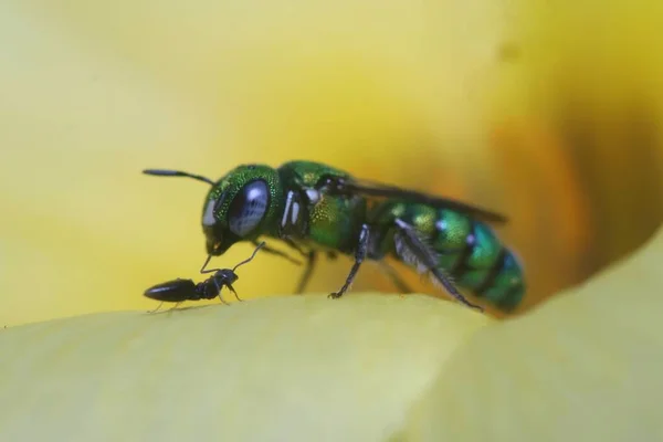 Pohled Zblízka Kovově Zelenou Včelu Jak Krmí Žlutou Květinou — Stock fotografie