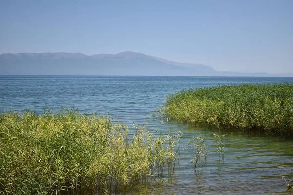 Schöne Aussicht Auf Den Ohridsee Mit Pflanzen Nordmakedonien — Stockfoto