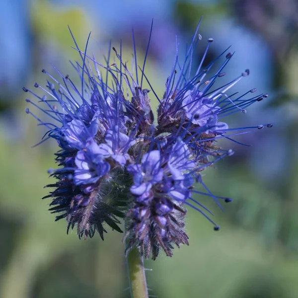 Closeup Shot Blue Wild Flower Garden — Stock Photo, Image