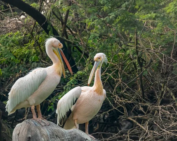 Par Pink Pelican Discussão Uma Árvore — Fotografia de Stock