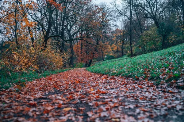 Padlé Listí Parku Podzim — Stock fotografie