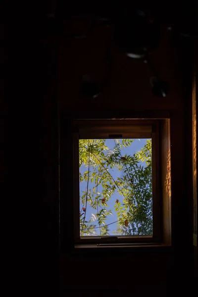 加那利群岛特内里费岛一间黑暗的房间里 从敞开的窗户看到的一帧垂直的植物枝条 — 图库照片