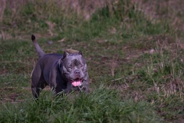 Çimenlerde yürüyen bir Pitbull 'un güzel manzarası