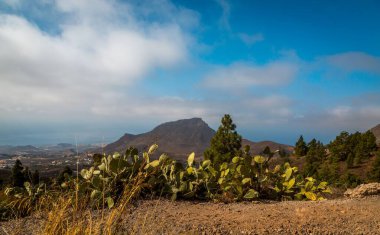 İspanya 'nın Tenerife Adası kıyısındaki bir uçurumdan güzel bir kuru saz görüntüsü.