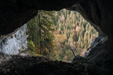 Karanlık bir mağaranın içindeki orman ağaçlarının manzarası