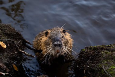 Bir Nutria 'nın yakından çekilmiş fotoğrafı vahşi doğada sudan dışarı bakarken bulundu.