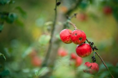 Ağaçtan sarkan kırmızı taneli dikenler.