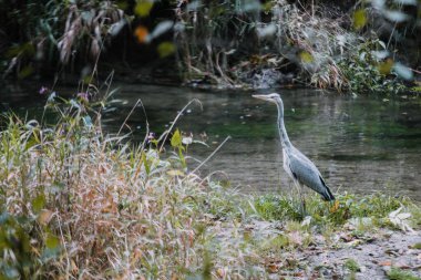 Gölün kıyısında gri bir vinç
