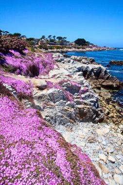 Monterey 'de Aşıklar noktasında ve plajında mor Drosanthemum çiçekleri olan kayalık bir kıyı şeridi.