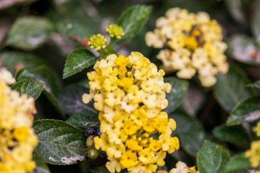 Chesterfield County, Güney Carolina 'daki Cheraw Eyalet Parkı' nda yeşil bir çalıda yetişen sarı Batı Hint Lantana 'nın seçici odak noktası.